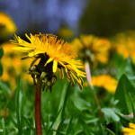 7 Backyard Herbal Remedies to Harvest Yourself