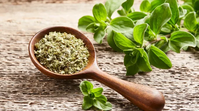 The Remarkable Benefits of Oregano