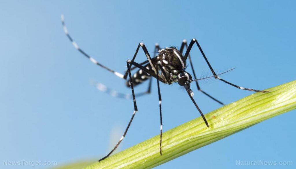 Asian-Tiger-Mosquito-Aedes-Albopictus