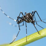 China’s chikungunya outbreak spreads amid government secrecy and forced quarantines