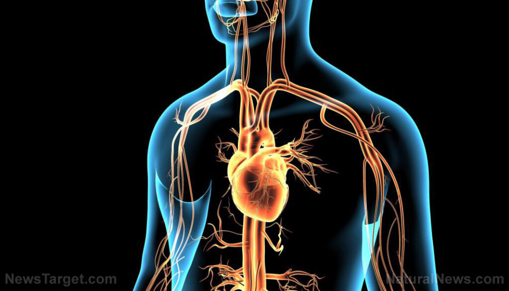 Disease-Heart-Man-3D-Anatomical-Anatomy-Artery