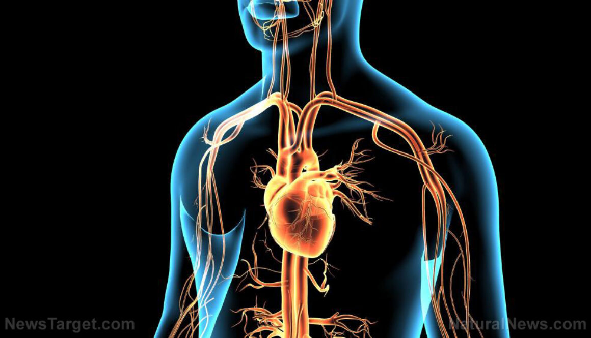 Disease-Heart-Man-3D-Anatomical-Anatomy-Artery