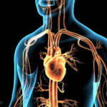 Heart age disparities: U.S. adults face hidden cardiovascular risks