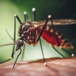 PLANDEMIC 2.0: Is BILL GATES behind the latest outbreak of ‘Break-Bone’ Dengue Fever with his GMO mosquitoes?