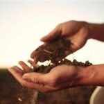 Nutrient-Depleted Soil and What It Means for Your Food