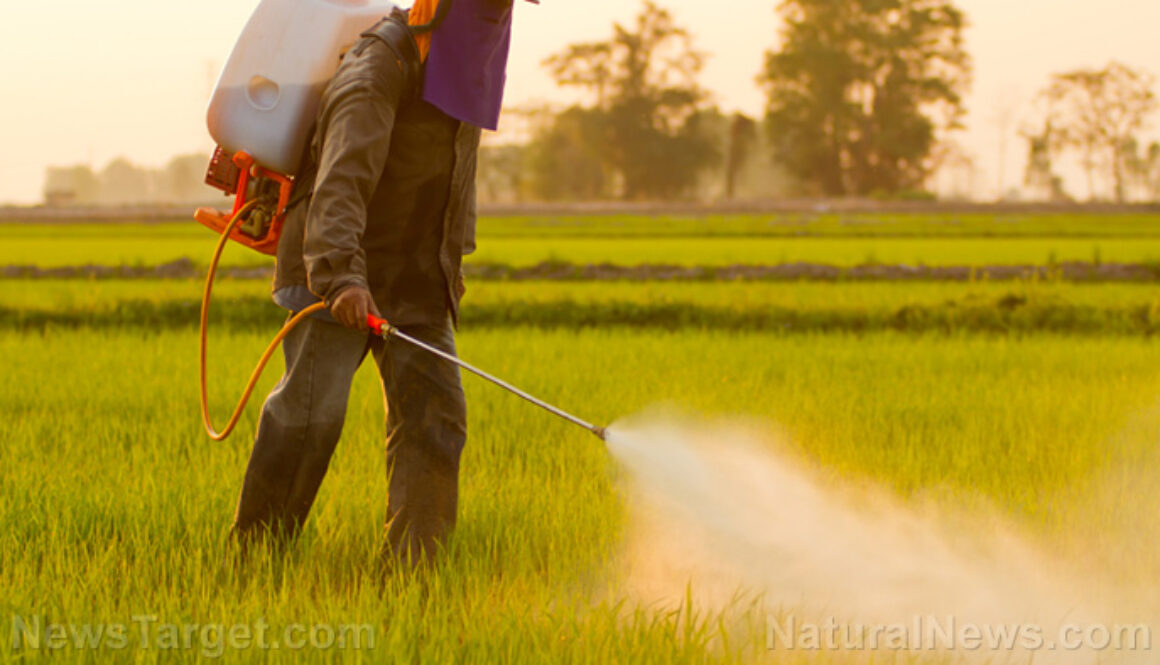 Farmer-Spraying-Pesticide-Crops-Rice