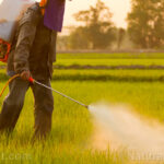 Shocking study reveals household pesticides increase childhood leukemia deaths by 60%