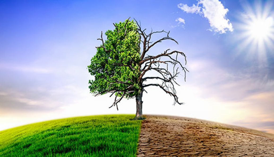 Climate change withered tree and dry earth.
