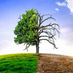 Apocalyptic warnings mask a prosperous reality at COP30