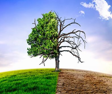Climate change withered tree and dry earth.
