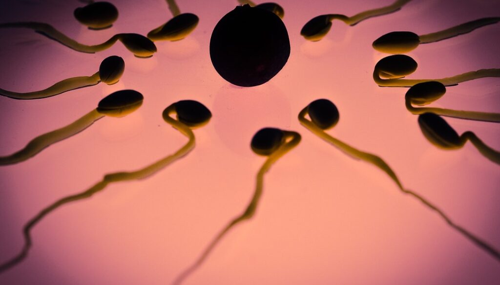 Egg Sperm Winner Fertilization Sex Cell