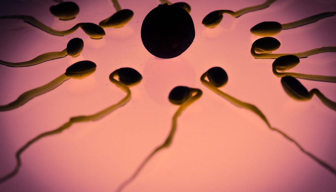 Egg Sperm Winner Fertilization Sex Cell